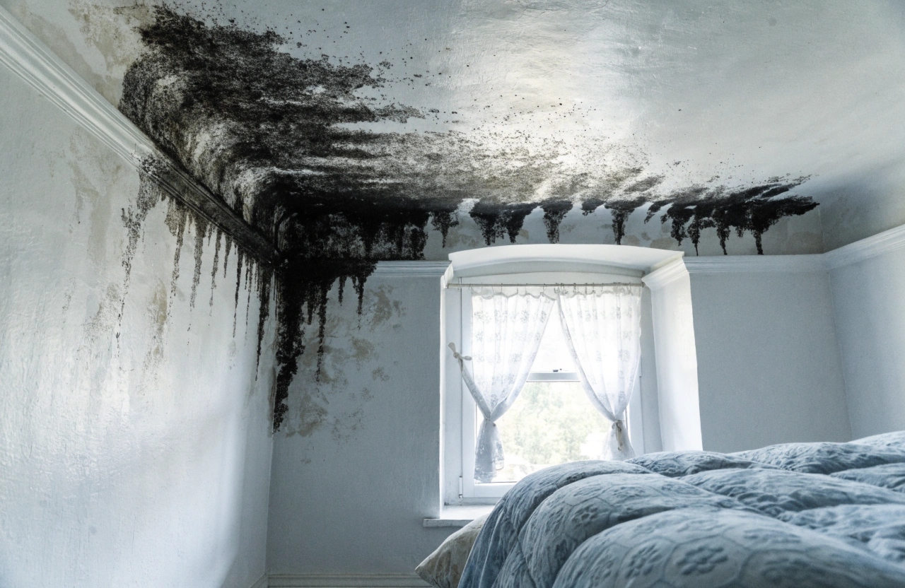 Black mould spreading across a white painted ceiling in a corner of a residential bedroom